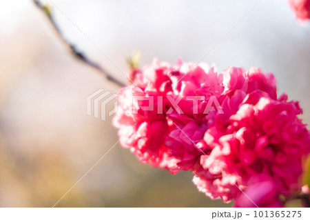 4月に咲く満開の綺麗な赤い八重桜 4月に咲く満開の綺麗な赤い八重桜 101365275
