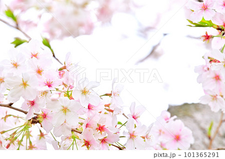 春の風景　満開に咲き誇る桜 101365291