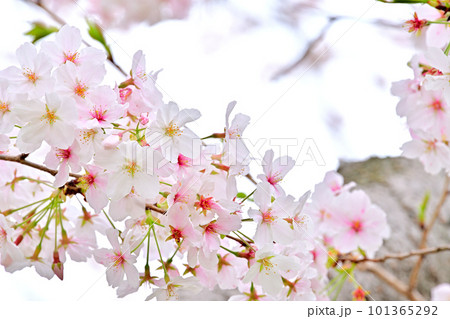 春の風景　満開に咲き誇る桜 101365292