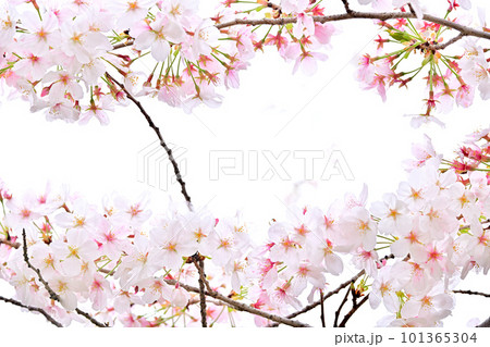 春の風景　満開に咲き誇る桜 101365304