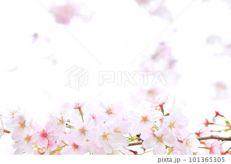 春の風景　満開に咲き誇る桜 101365305