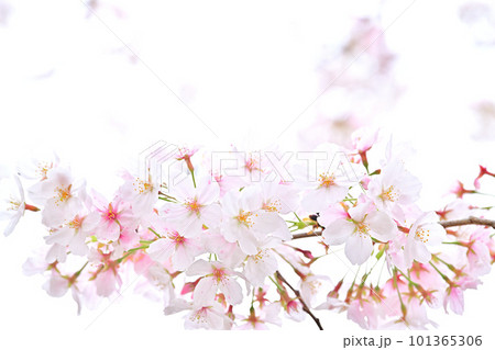 春の風景　満開に咲き誇る桜 101365306