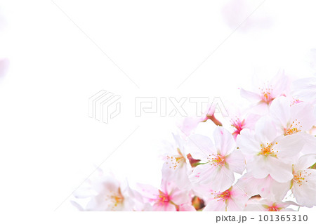 春の風景　満開に咲き誇る桜 101365310