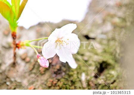 春の風景 満開に咲き誇る桜 春の風景 満開に咲き誇る桜 101365315