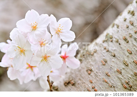 春の風景　満開に咲き誇る桜 101365389
