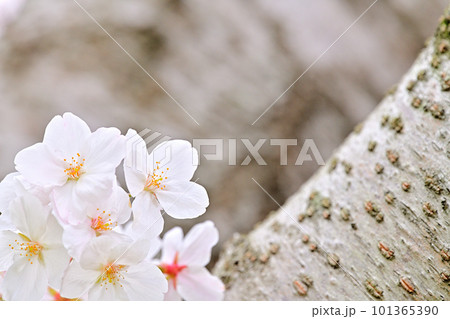 春の風景　満開に咲き誇る桜 101365390