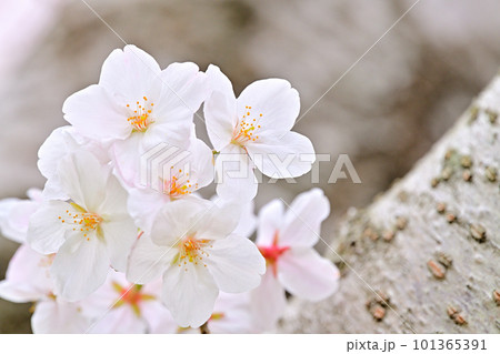 春の風景　満開に咲き誇る桜 101365391