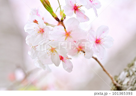春の風景　満開に咲き誇る桜 101365393