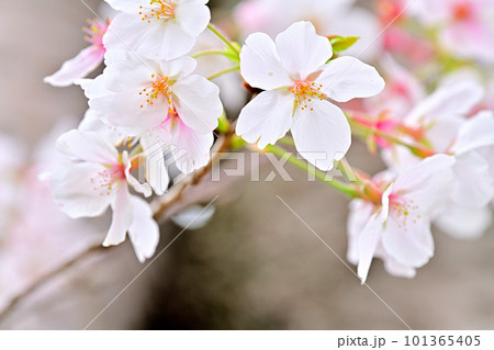 春の風景　満開に咲き誇る桜 101365405