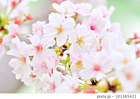 春の風景 満開に咲き誇る桜 春の風景 満開に咲き誇る桜 101365421