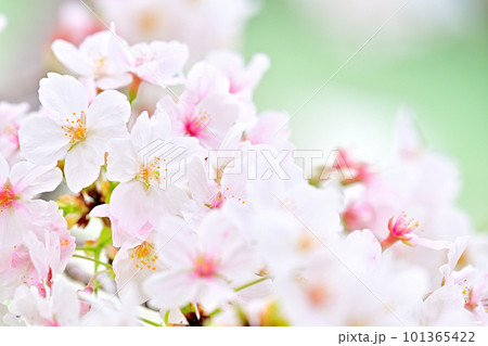 春の風景 満開に咲き誇る桜 春の風景 満開に咲き誇る桜 101365422