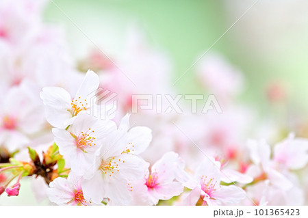春の風景　満開に咲き誇る桜 101365423