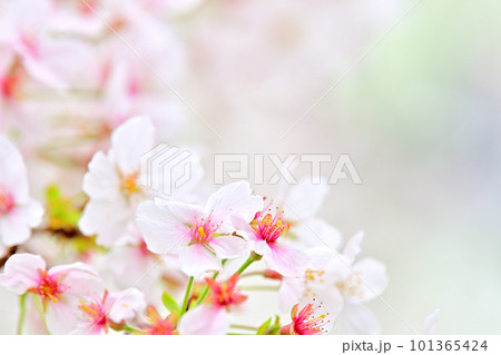 春の風景　満開に咲き誇る桜 101365424