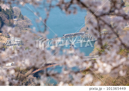 【高山本線】桜咲く鉄橋を渡る特急ひだ 101365449