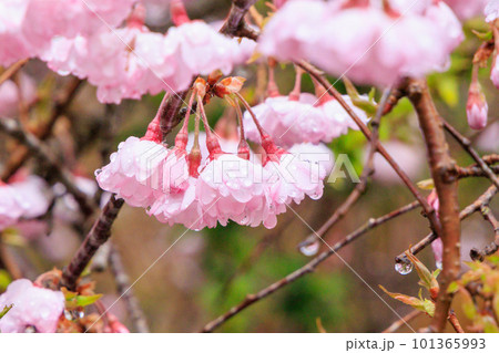 水滴のついた美しい春の桜の花 水滴のついた美しい春の桜の花 101365993