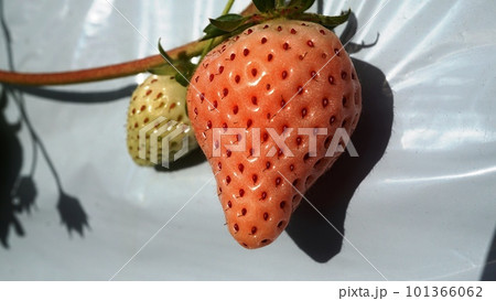 桃色のイチゴ淡雪 101366062