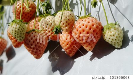 桃色のイチゴ淡雪 101366063