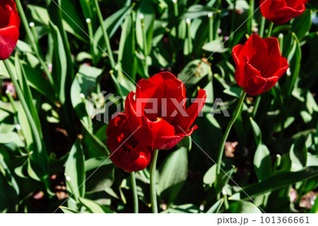 Colorful spring fresh dutch tulips. Red tulips close-up Colorful spring fresh dutch tulips. Red tulips close-up 101366661