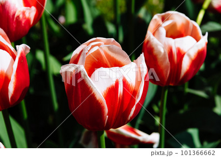 Colorful spring fresh dutch tulips. Assorted colors Colorful spring fresh dutch tulips. Assorted colors 101366662