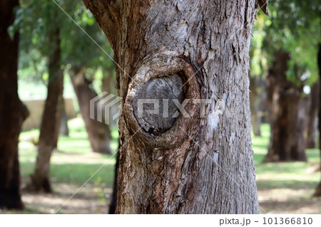 tree trunk in the park 101366810
