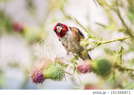 European goldfinch, feeding on the seeds of thistles. Carduelis carduelis. 101366871