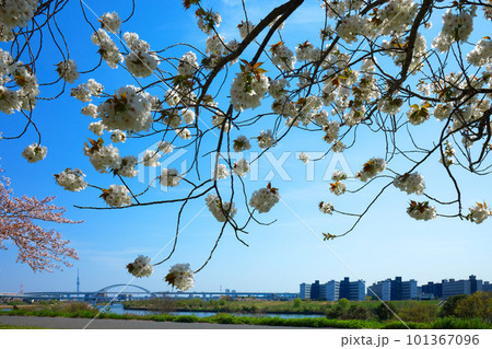 荒川堤の五色桜 太白と東京スカイツリー 荒川堤の五色桜 太白と東京スカイツリー 101367096