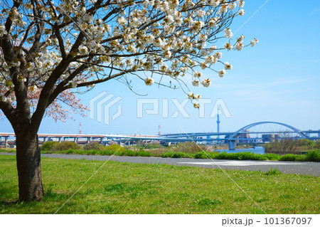 荒川堤の五色桜 太白と東京スカイツリー 101367097
