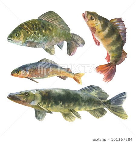 Watercolor illustration, set fishes, perch, pike, Crucian fish, carp, grayling animal isolated on a white background 101367284