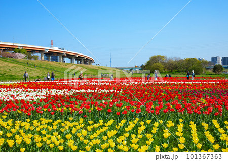 都市農業公園の河川敷に咲くカラフルなチューリップ畑と青空　スカイツリー 101367363