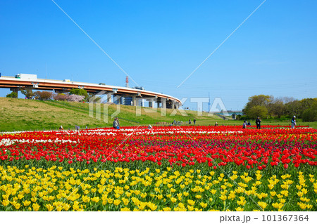 都市農業公園の河川敷に咲くカラフルなチューリップ畑と青空 スカイツリー 都市農業公園の河川敷に咲くカラフルなチューリップ畑と青空 スカイツリー 101367364