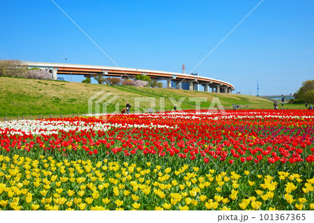 都市農業公園の河川敷に咲くカラフルなチューリップ畑と青空 スカイツリー 都市農業公園の河川敷に咲くカラフルなチューリップ畑と青空 スカイツリー 101367365
