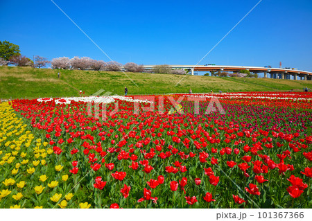 都市農業公園の河川敷に咲くカラフルなチューリップ畑と五色桜 都市農業公園の河川敷に咲くカラフルなチューリップ畑と五色桜 101367366