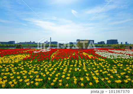 都市農業公園の河川敷に咲くカラフルなチューリップ畑 101367370