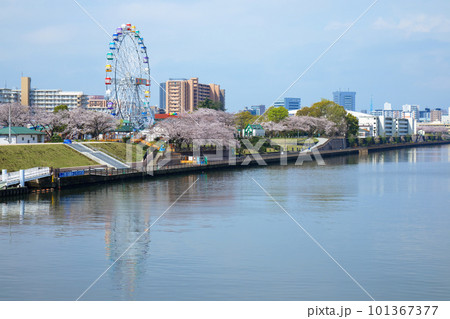 あらかわ遊園の新観覧車と満開の桜 101367377