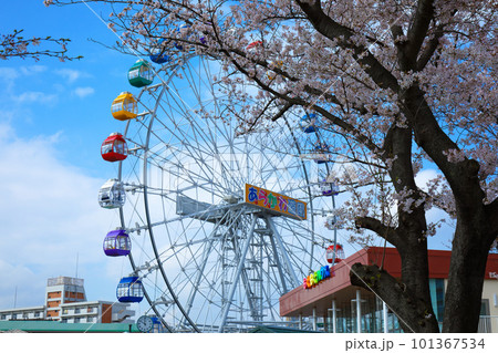 あらかわ遊園の新観覧車と満開の桜 あらかわ遊園の新観覧車と満開の桜 101367534