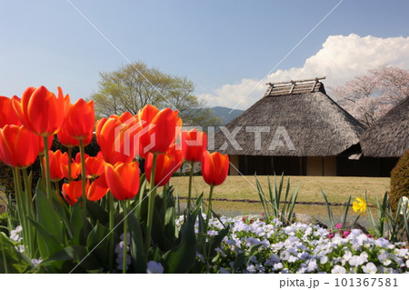 茅葺き屋根の古民家とチューリップ 101367581