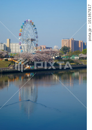 あらかわ遊園の新観覧車と満開の桜 あらかわ遊園の新観覧車と満開の桜 101367817
