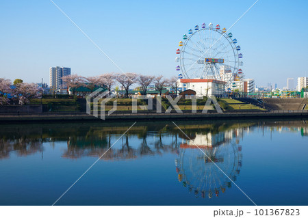 あらかわ遊園の新観覧車と満開の桜 あらかわ遊園の新観覧車と満開の桜 101367823