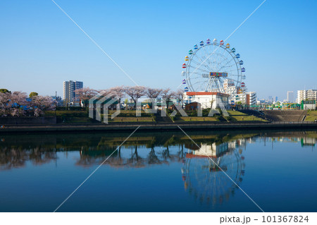 あらかわ遊園の新観覧車と満開の桜 101367824