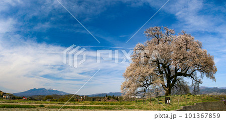 山梨韮崎 わに塚の桜 桜と八ヶ岳のある風景 山梨韮崎 わに塚の桜 桜と八ヶ岳のある風景 101367859