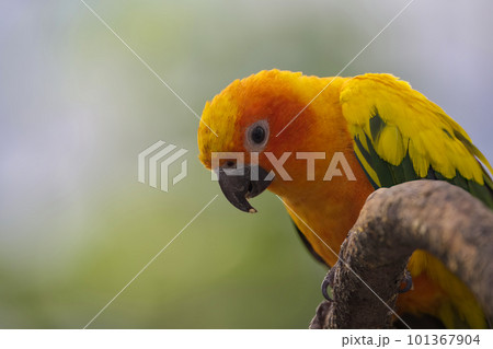 コガネメキシコインコのポートレート画像 コガネメキシコインコのポートレート画像 101367904