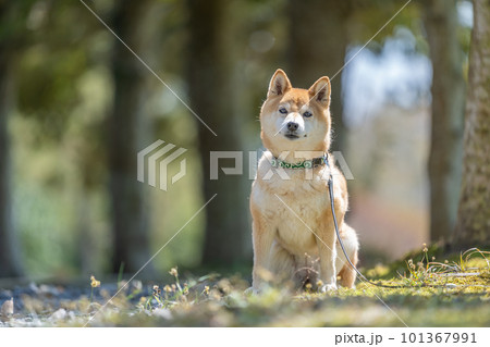 森を散歩する柴犬 森にたたずむ犬 森を散歩する柴犬 森にたたずむ犬 101367991