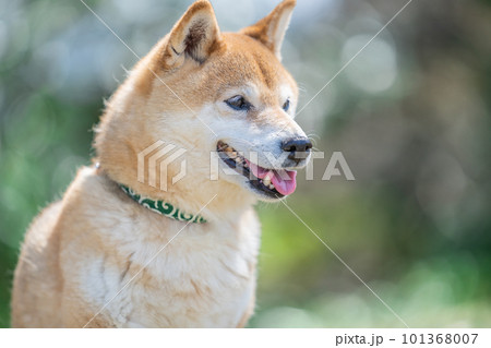 新緑の中たたずむ柴犬　新緑の中たたずむ犬　犬、日本犬、柴犬、ペット、愛犬、イヌ、かわいい 101368007