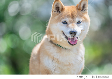 新緑の中たたずむ柴犬 新緑の中たたずむ犬 犬、日本犬、柴犬、ペット、愛犬、イヌ、かわいい 新緑の中たたずむ柴犬 新緑の中たたずむ犬 犬、日本犬、柴犬、ペット、愛犬、イヌ、かわいい 101368008