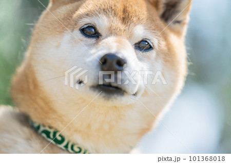 新緑の中たたずむ柴犬　新緑の中たたずむ犬　犬、日本犬、柴犬、ペット、愛犬、イヌ、かわいい 101368018