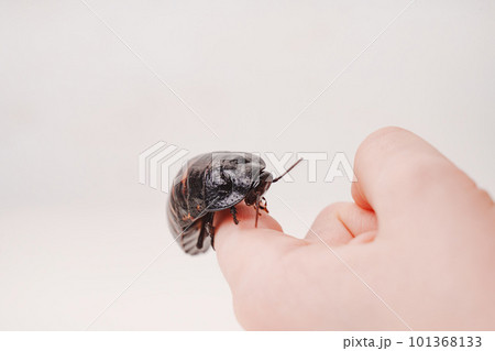 a large hissing Madagascar cockroach in children's hands 101368133