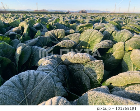 冬野菜のほうれんそうの畑　深谷の血洗島 101368191