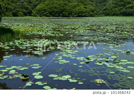 大山上池・下池 ラムサール条約登録地 101368242