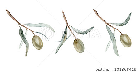Watercolor illustration set of beautiful green olive's for healthy life and design background. Hand painted isolated on a white background Watercolor illustration set of beautiful green olive's for healthy life and design background. Hand painted isolated on a white background 101368419