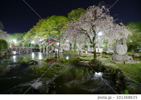 岐阜公園の日中友好庭園の花筏 岐阜公園の日中友好庭園の花筏 101368635